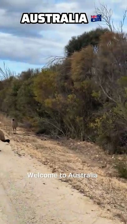 Australian birds