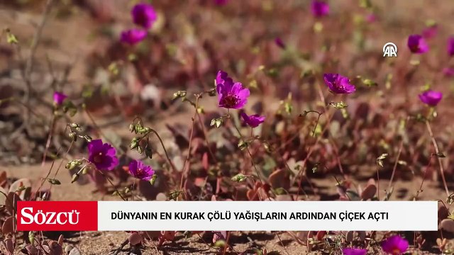 Dünyanın en kurak çölü olan Atacama Çölü, Şili’de olağandışı yağışların ardından çiçek açtı