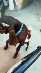 Tiger Don funny video