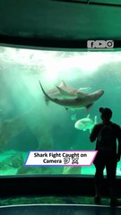 Epic Shark Battle Caught on Camera at Aquarium Chaos!|| Heartsome 💖