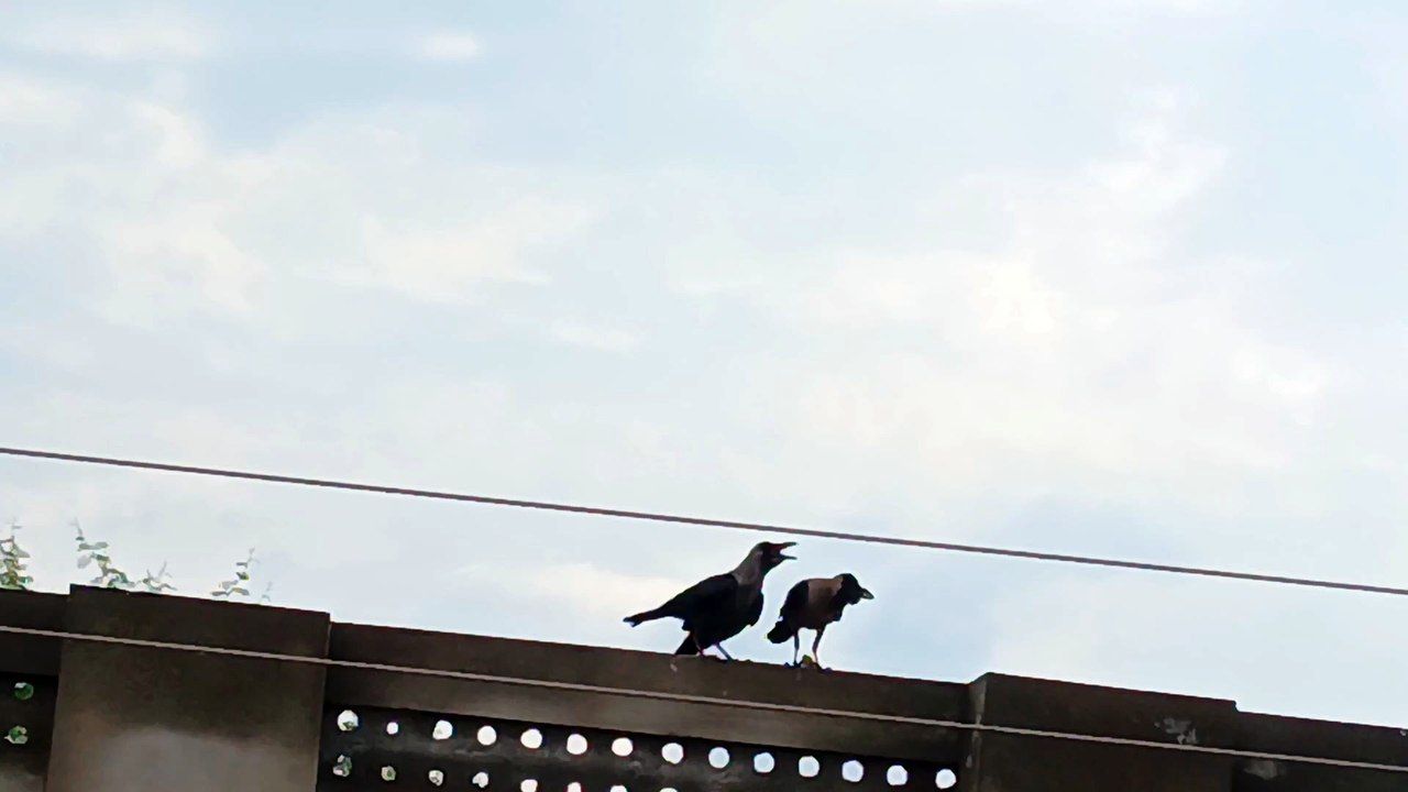 A crow carrying food for its young