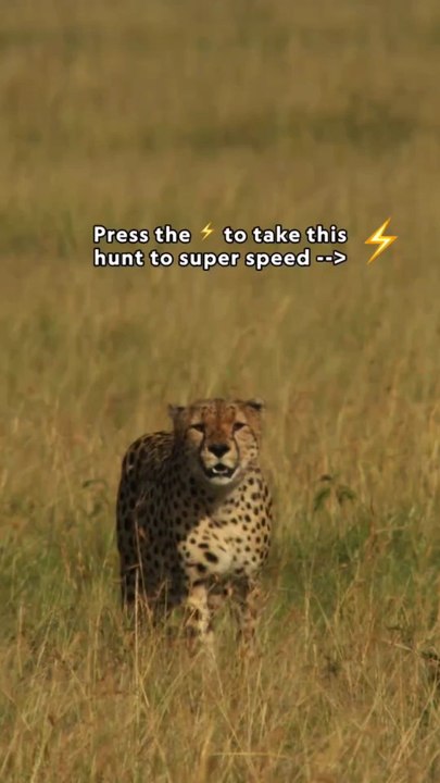 Cheetah Strikes in Seconds