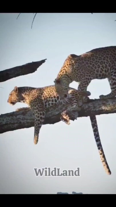 Follow for more amazing wildlife moments