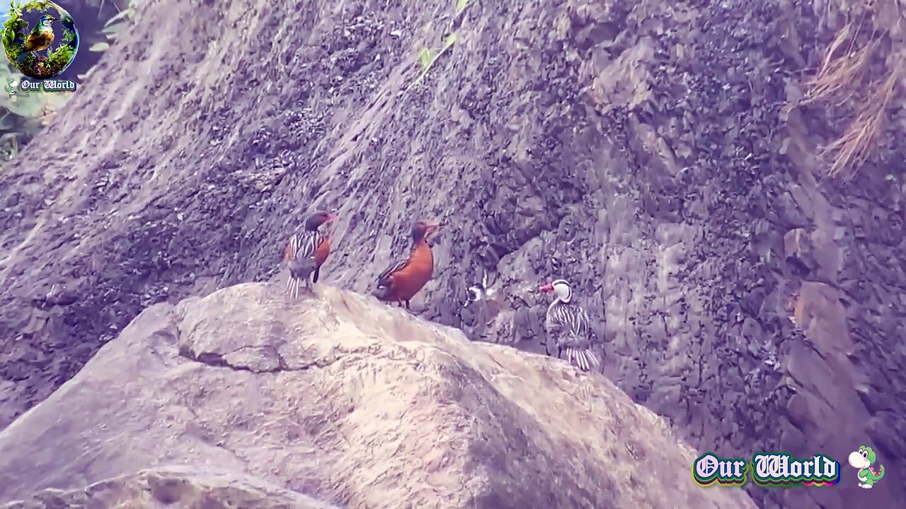 TORRENT DUCK 5
