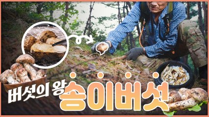 산이 주는 보물 우리 임산물 숲푸드 – 14편 송이버섯 / YTN