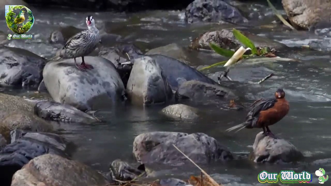 TORRENT DUCK 7