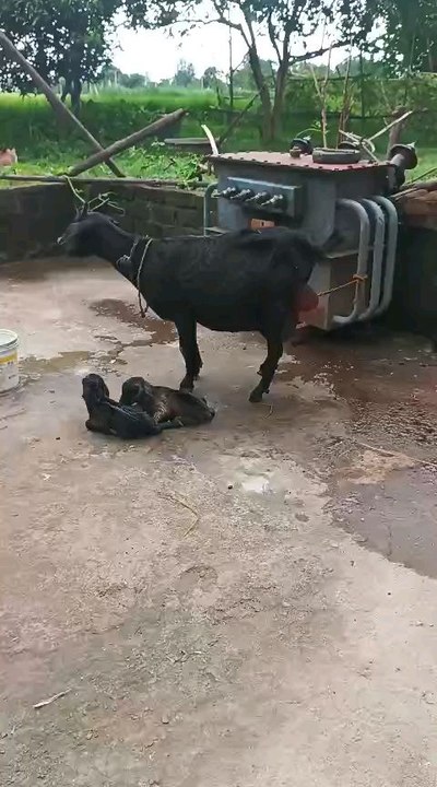 Bihar ki बकरी माता के दो जुड़बा बच्चे और उनकी माता