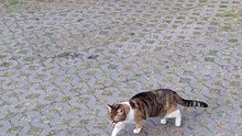 Is Fall Cats` Best Friend? #shorts #cat #funny #funnycats #viralcats #cute #morning #fyp