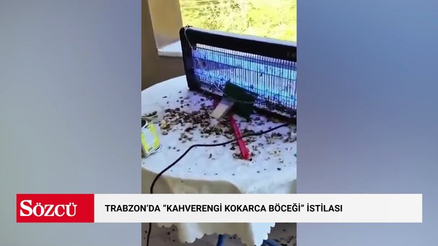 Trabzon’da “kahverengi kokarca böceği” istilası