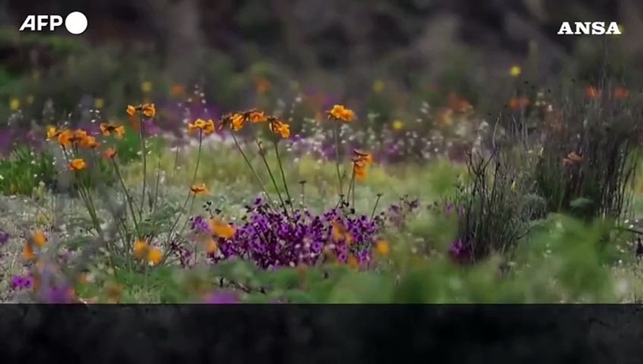 Il miracolo del "deserto fiorito" in Cile: l'Atacama si trasforma in un mare di colori