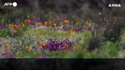 Il miracolo del "deserto fiorito" in Cile: l'Atacama si trasforma in un mare di colori