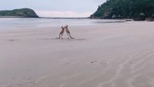 Kangaroos in Australia