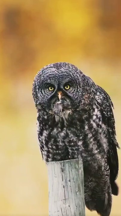 owl