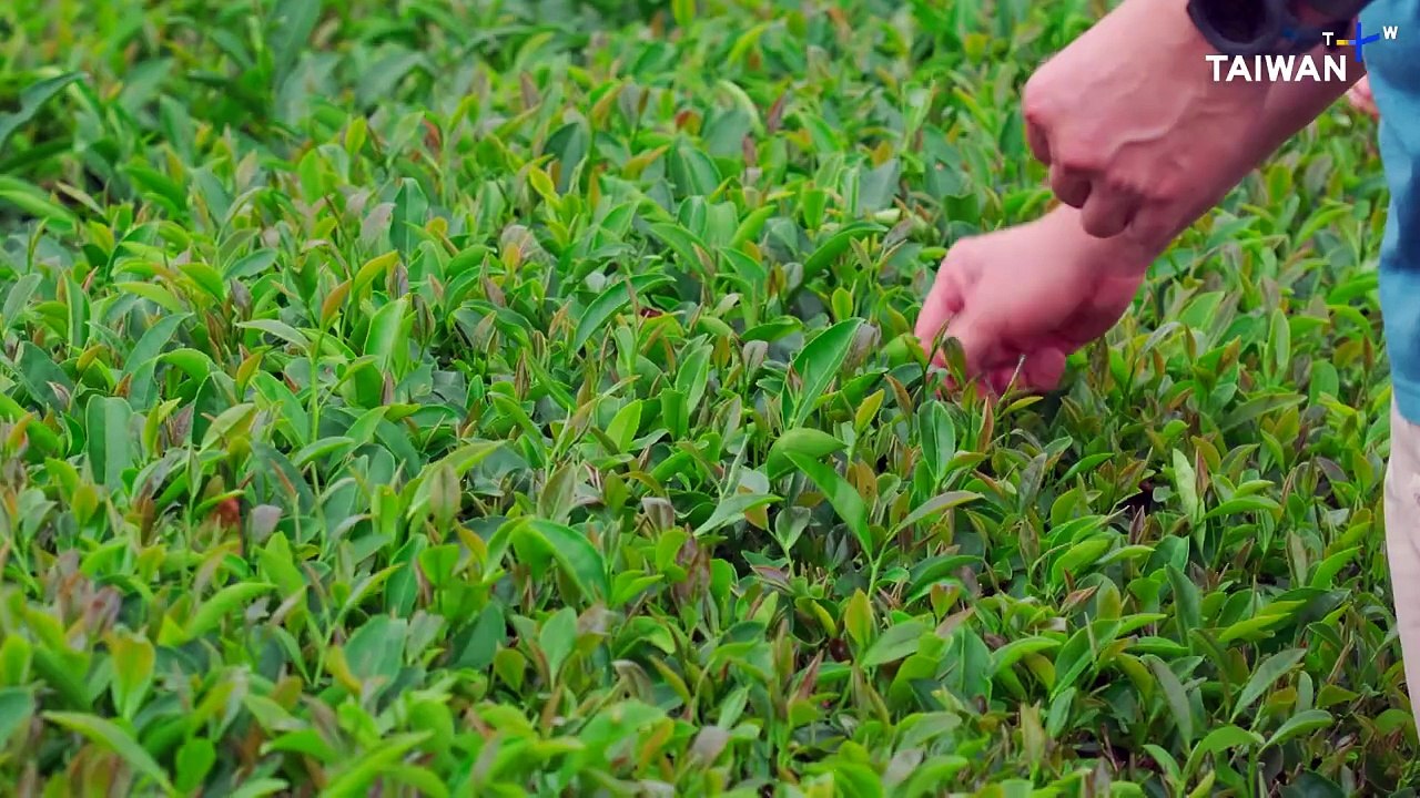 Entrepreneurs Invent New Tea-Flavored Pastry