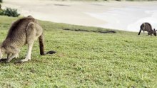 Kangaroo