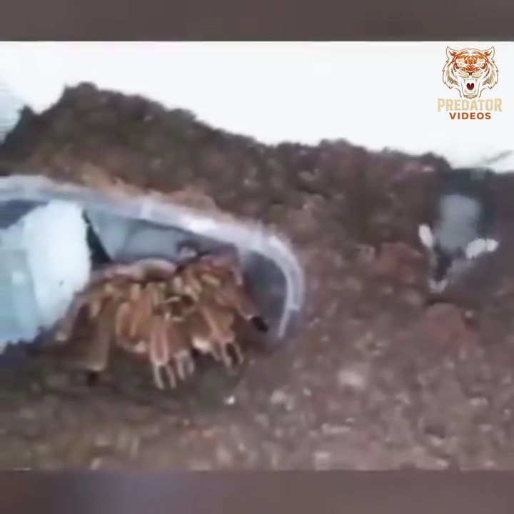 Spider Attack