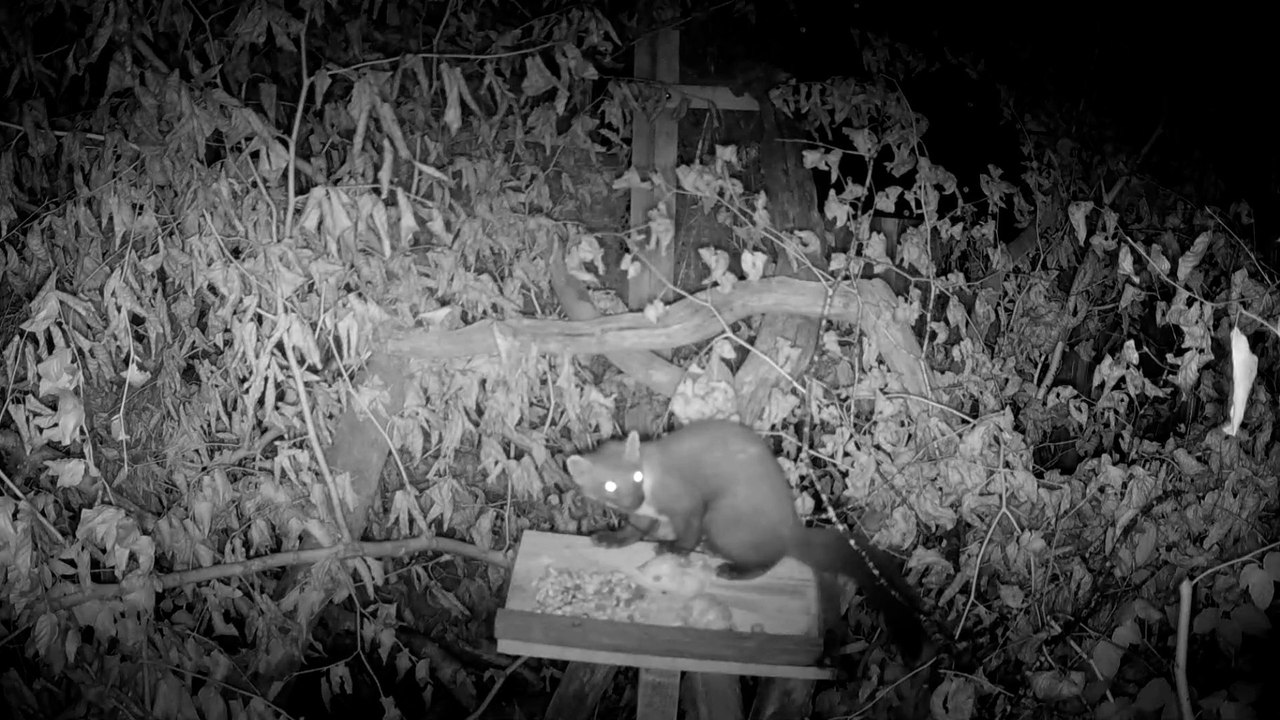 Scottish Pine Martens arrive in Exmoor National Park