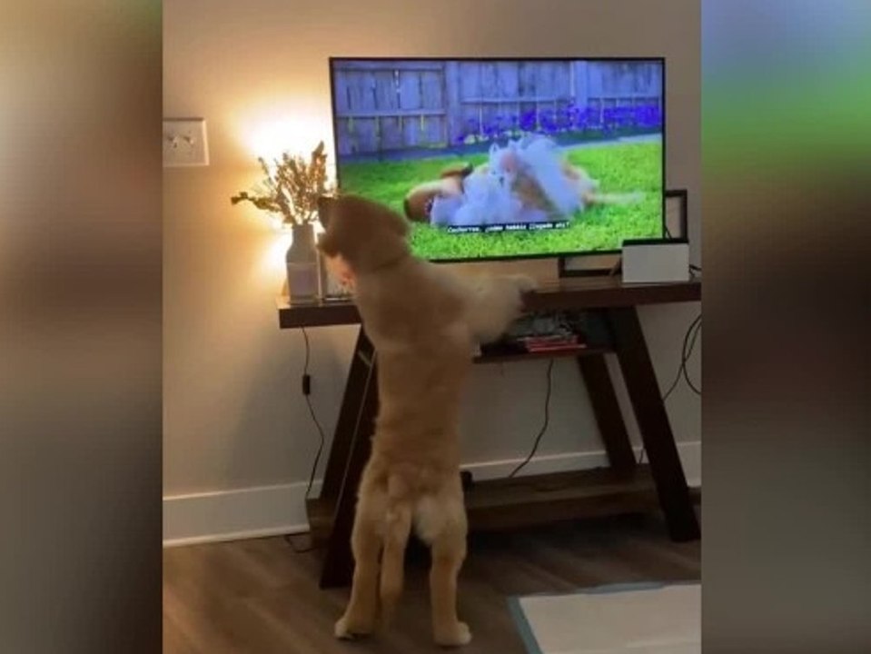 Süß! Golden Retriever will in Fernseher springen