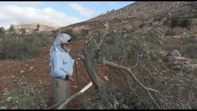 Cisgiordania,coloni israeliani abbattono 120 ulivi prima del raccolto