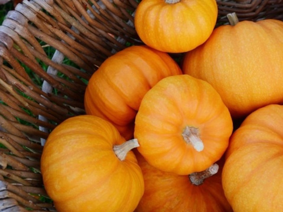 Von Hokkaido bis Butternut: Kürbissorten im Überblick