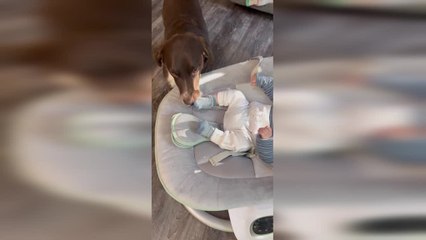 Dog Steals Sock From Baby