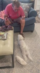 Dog Demands Belly Rubs From Owner by Rubbing Belly on Floor