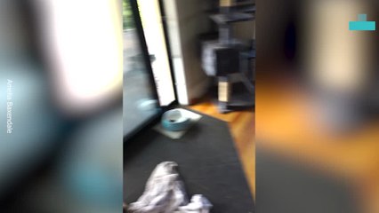 Sheep Breaks Into House and Chills on Sofa