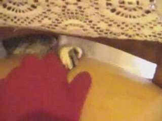 Feline Beauty and Senor Nacho