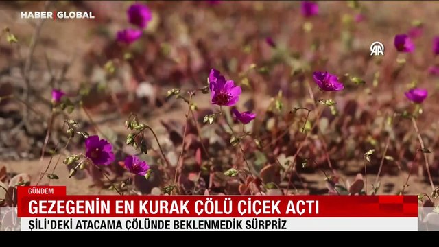 Dünyanın en kurak çölü çiçek açtı: Şili'deki Atacama Çölü'nde beklenmedik sürpriz