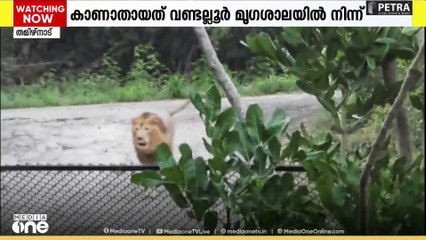 തമിഴ്നാട്ടിലെ വണ്ടല്ലൂർ മൃഗശാലയിൽ നിന്ന് കാണാതായ സിംഹം തിരിച്ചെത്തി