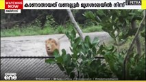 തമിഴ്നാട്ടിലെ വണ്ടല്ലൂർ മൃഗശാലയിൽ നിന്ന് കാണാതായ സിംഹം തിരിച്ചെത്തി
