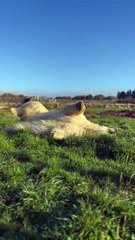 Pure joy as polar bear rolls playfully in the grass