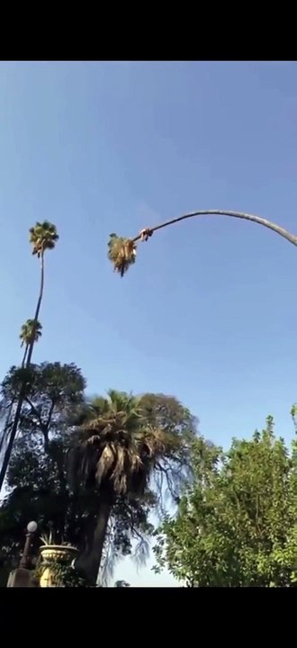 Dangerous job 🤣☠️