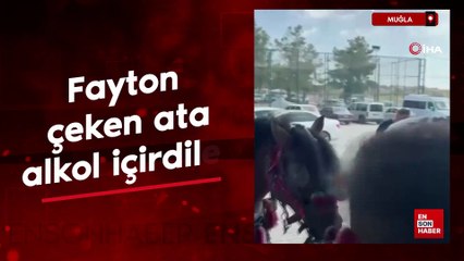 Muğla'da fayton çeken ata alkol içirdiler