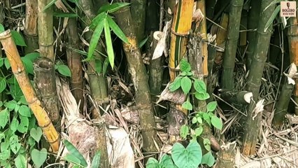 BÓNG TRE QUÊ – Nhạc Bolero Mới 2025 | Giai Điệu Quê Hương Mộc Mạc & Cảm Động | Bolero Hoài Niệm