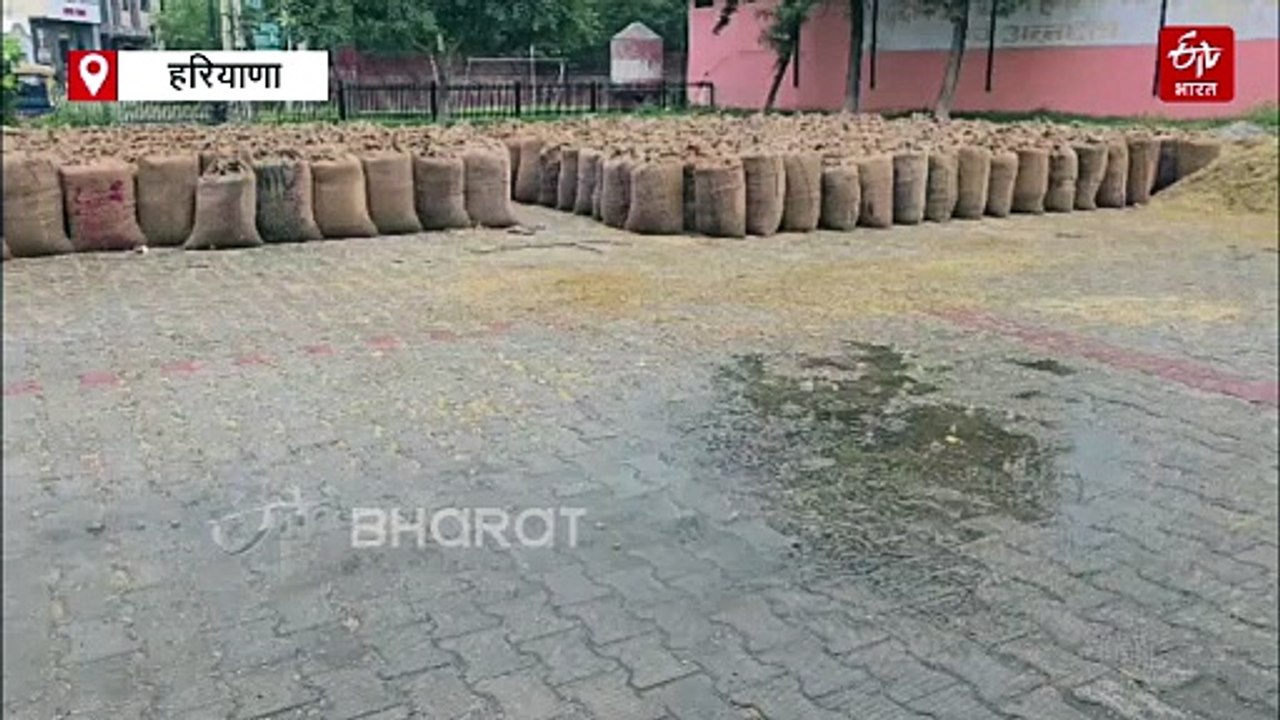 हरियाणा में बारिश ने खेतों के बाद मंडी में अन्नदाता को रुलाया, भीगने से हजारों टन अनाज बर्बाद, समय पर फसल की नहीं हो पाई खरीद