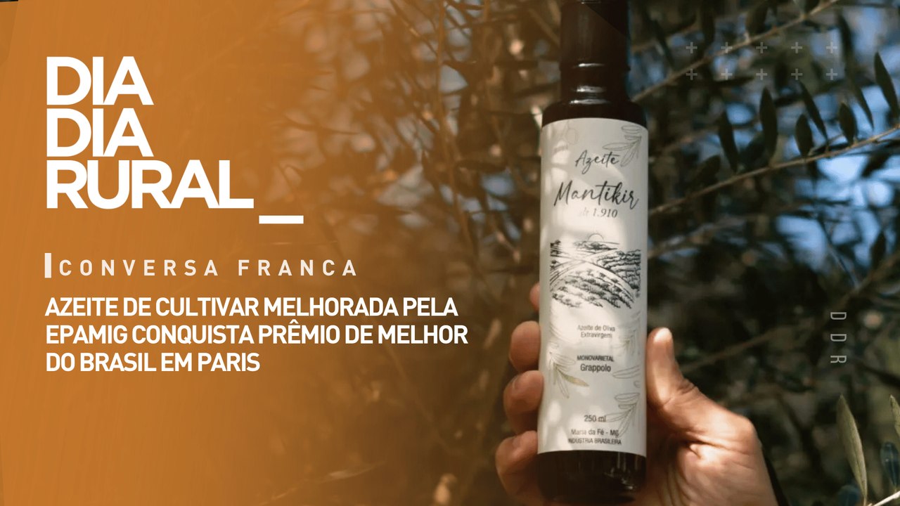 Azeite de cultivar melhorada pela Epamig conquista prêmio de melhor do Brasil em Paris