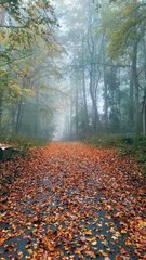 Calming autumn mood..🍁🍂---#viral #outplanet #stayandwander #nebel #cabin #forest #herbst  #aut