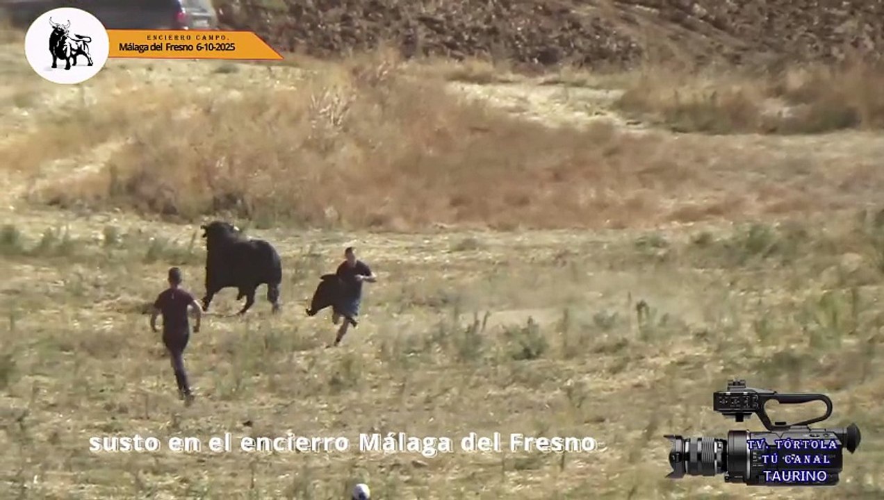 Susto en el encierro de Málaga del Fresno 6-10-2025