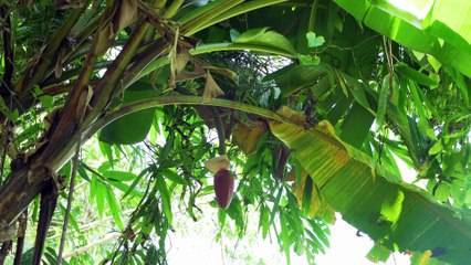 EP.498 - Refeição Rústica no Rio, Brotos de Bambu e Frutas Silvestres