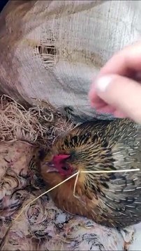 Une maman poule a adopté des bébés très bizarres...