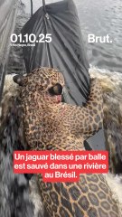Un jaguar blessé par balles secouru sur un fleuve au Brésil.