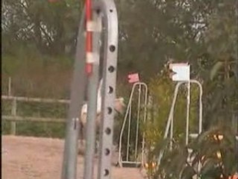 Shade & Paloma 4/05/08 CL3 CSO Torcy