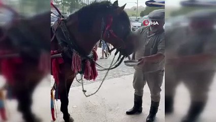 Atı da yoldan çıkardılar! Sünnet çocuğunu taşıyan at alkolik çıktı