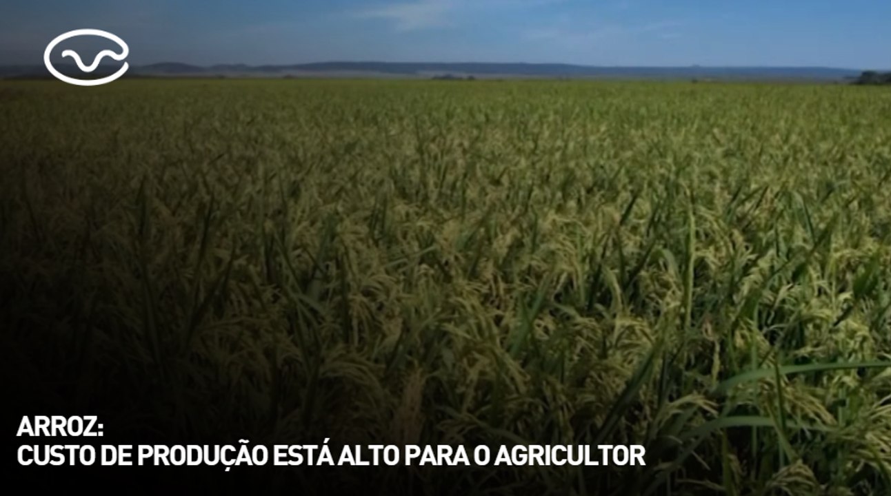 Arroz: custo de produção está alto para o agricultor