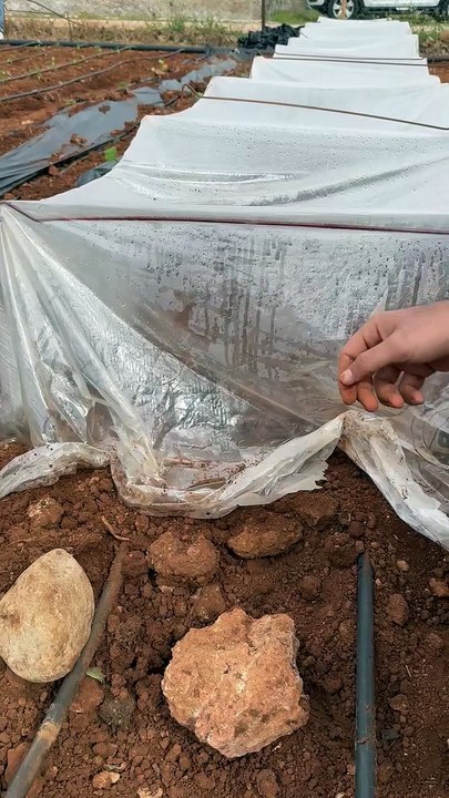 Alçak tünel altında kavun yetiştiriciliği