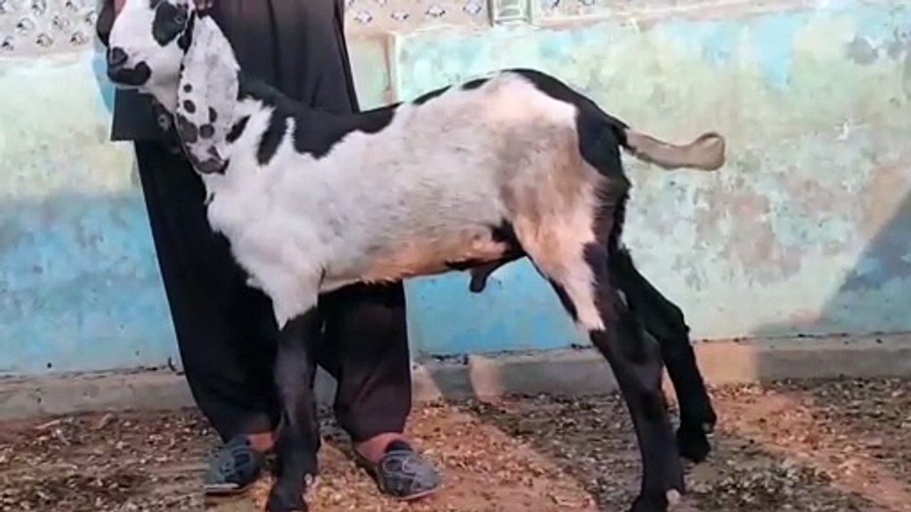 Beetal Goat for sale/Elegance