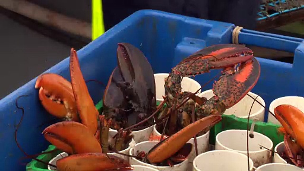 Pêche au homard : bilan record en Gaspésie