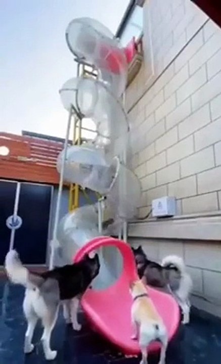 When dogs relax better than you 😅