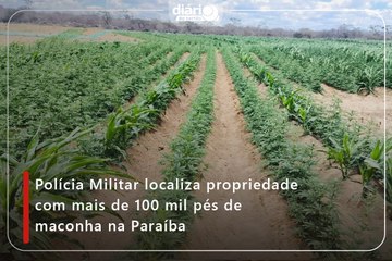 Polícia Militar localiza propriedade com mais de 100 mil pés de maconha na Paraíba
